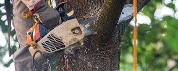 Reliable Friendship Heights Village, MD  Tree Services Solutions