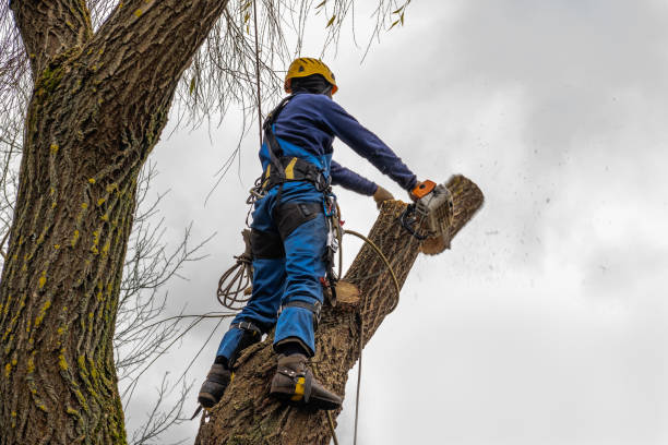 Why Choose Our Tree Removal Services in Friendship Heights Village, MD?